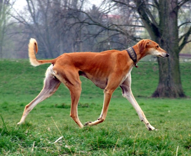 Red_Smooth_Saluki