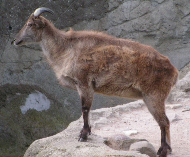 725px-Himalaja-Tahr